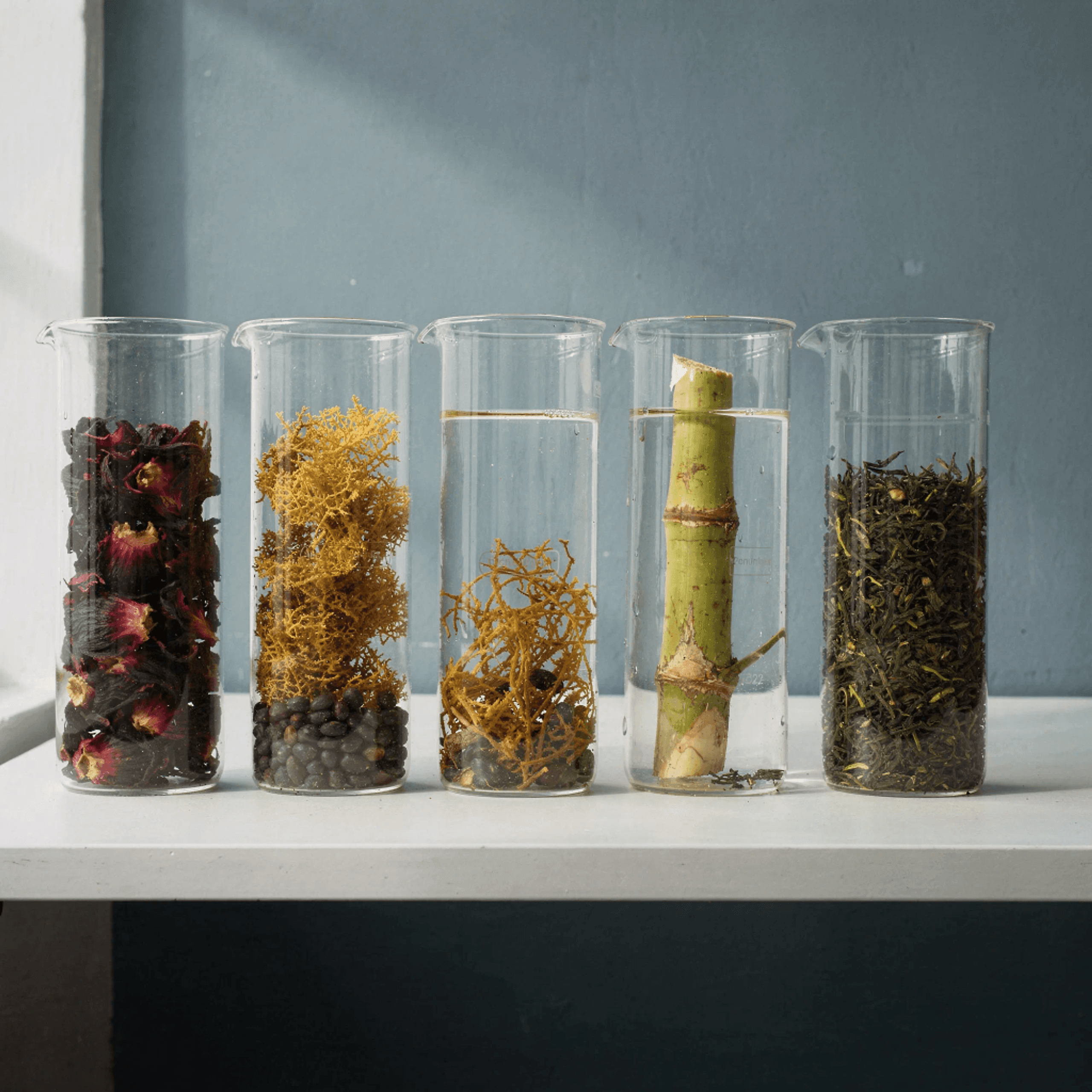 Concept still life of botanical specimens in glass laboratory beakers against a sea-blue wall.